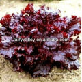 High Quality Hybrid F1 Purple Red Leaf Lettuce Seeds For Growing